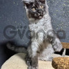Maine Coon Cats for Sale: Healthy & Playful Maine Coon Cats