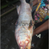 All Types Of Seafood Worldwide