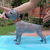 Xoloitzcuintle mini puppies
