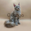 Maine Coon Kittens in Michigan: Healthy Kittens with Adorable Nature