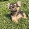 French Bulldog Puppy (Female AKC Certified)