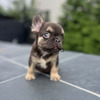 AKC French Bulldog Puppy – Chocolate & Tan Male