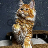 Maine Coon Kittens For Sale in Kansas: Majestic Companions Ready to Thrive