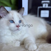 Ragdoll kitten for sale
