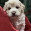13 weeks old labradoodle puppy up for adoption
