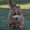 13 weeks old labradoodle puppy up for adoption