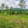 Land for Sale 0.99 acre, 915 Eagle Nest Dr, Zip Code 37774