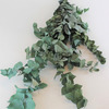 Dried Eucalyptus Stems for Natural Green Styling in Every Room-Buy Now
