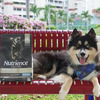 Highly Digestible Dog Food for Daily Nutrition 1