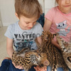 Serval & Savannah Kittens 1