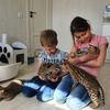 Serval & Savannah Kittens 2