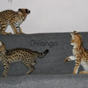 Serval & Savannah Kittens 3