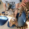 Serval & Savannah Kittens 4