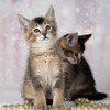 Caracal & Caracat Kittens 1