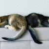 Caracal & Caracat Kittens 2