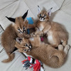 Caracal & Caracat Kittens 3