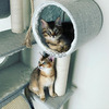 Caracal & Caracat Kittens 4