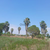 Exclusive buildable plot (15,000 m².) in Western Peloponnese – 500m from the beach & with premium infrastructure 3