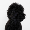 Black medium poodle