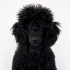 Black medium poodle 2