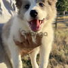 Border collie 2