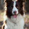Border collie 3
