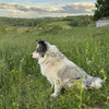Border collie 4