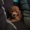 Dwarf Red Poodle 1