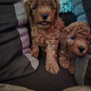 Dwarf Red Poodle 2