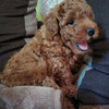 Dwarf Red Poodle 3