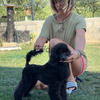 Black Medium Poodle 3