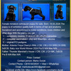Miniature Black Schnauzer 1