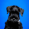 Miniature Black Schnauzer 2