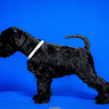 Miniature Black Schnauzer 3