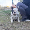 French Bulldog 3