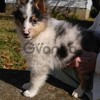 Lovely Shetland Sheepdog Puppies For Sale