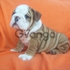Cute and adorable English Bulldog puppies Available