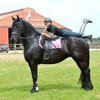 Adorable Friesian Horse for sale