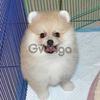 Amazing Pomeranian puppies for sale