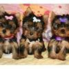 Tiny yorkie puppies available now for sale