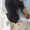 A Male 45 Days Old Rottweiler For Sale