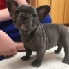 French Bulldog Puppies Available For Sale