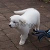 Male and Female white Sheppard-dog puppies For Sale
