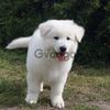 Male and Female white Sheppard-dog puppies For Sale