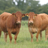 Beef cattle for sale
