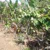 Residential farm lot for sale in Amadeo
