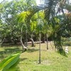 Beachfront Land for Sale at Tropical Island Nearby Krabi 