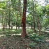 8320 sq.m Land Plot for Sale Midway Between Ao Nang and Krabi Town