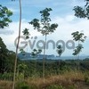 8 Rai Land with sea view for Sale between Ao Nang and Klong Muang