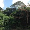 Land for Sale 1600 sq.m, Klang, Krabi